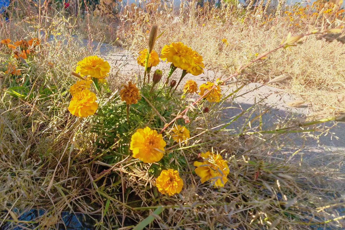 241758676912160895.jpg 74d18eb8-c8da-4100-83da-e40be7c5864d.jpg