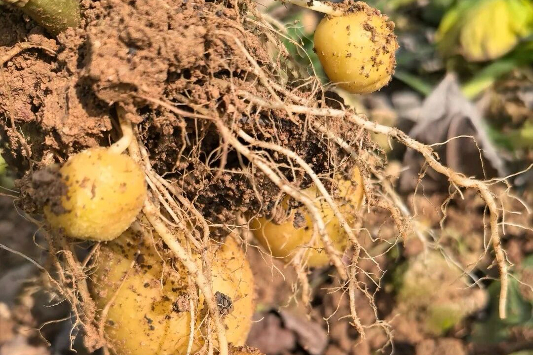 061762397043208935.jpg pic(2).jpg